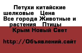 Петухи китайские шелковые › Цена ­ 1 000 - Все города Животные и растения » Птицы   . Крым,Новый Свет